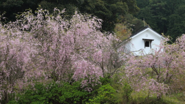 今年最後の桜巡り | 山口県山口市岩屋山地蔵院