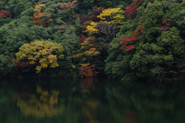 菅野湖の紅葉 | 山口県周南市