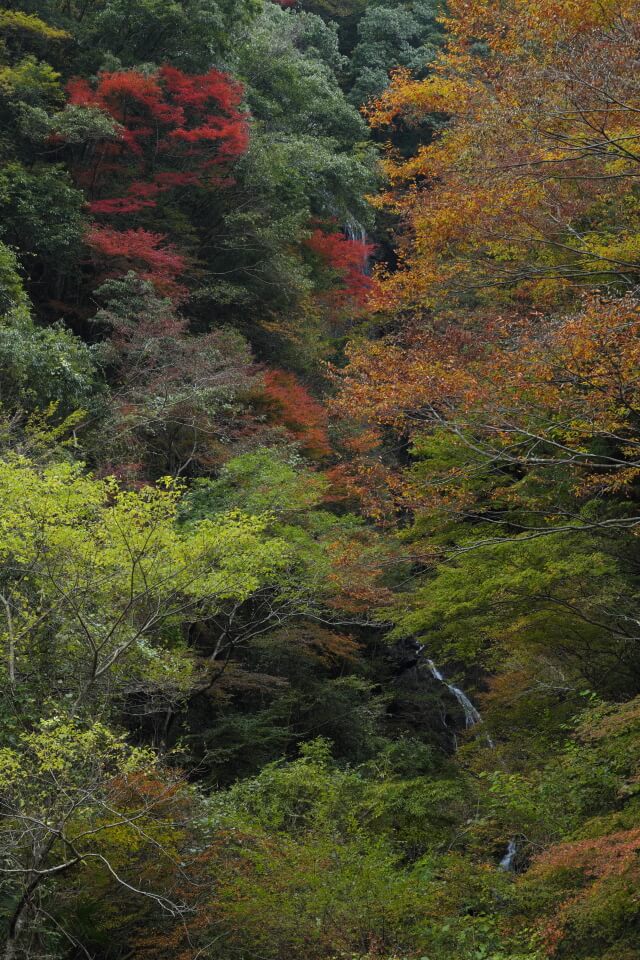 鹿落ちの滝 | 山口県岩国市