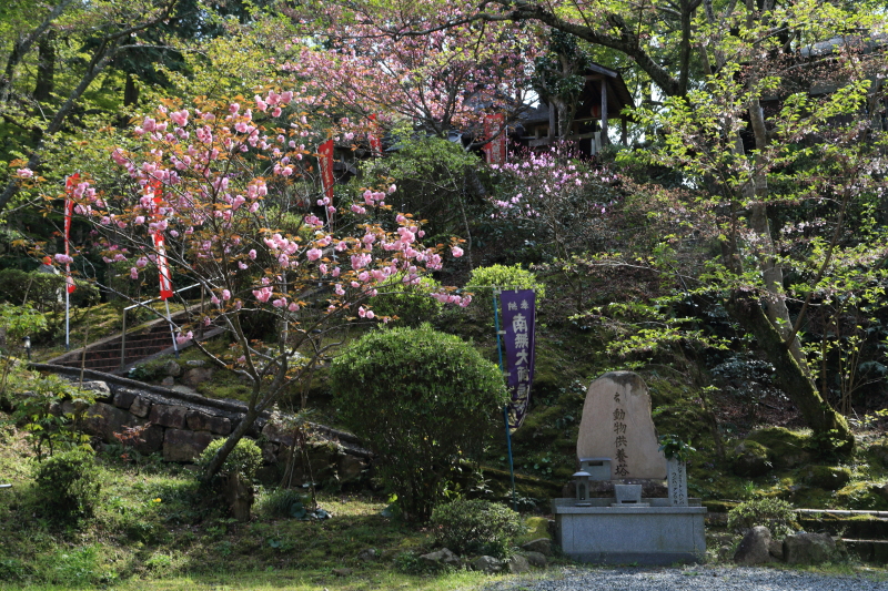 今年最後の桜巡り | 山口県山口市岩屋山地蔵院