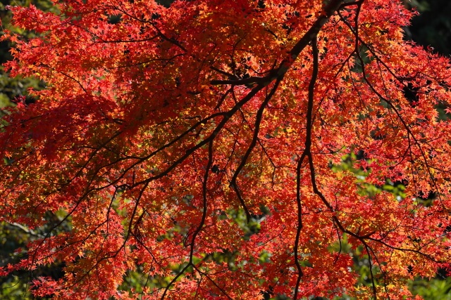 秋色を探して　~山口編~ | 山口県山口市内の紅葉