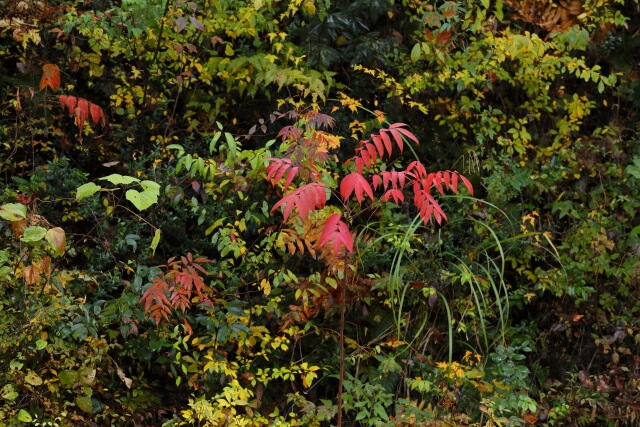 森林セラピー | 山口県山口市徳地の愛鳥林エリアの紅葉