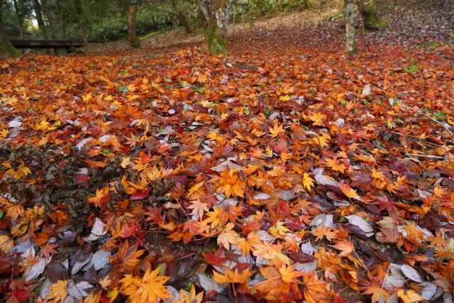 森林セラピー | 山口県山口市徳地の愛鳥林エリアの紅葉
