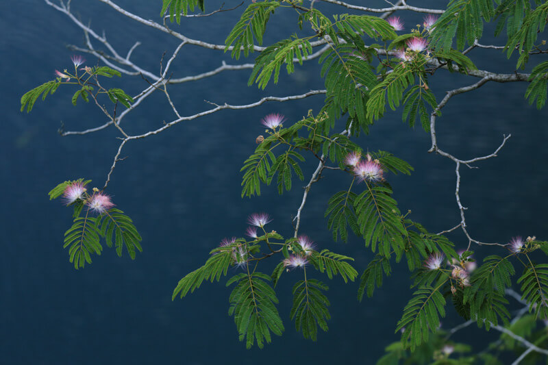 合歓の木の花が咲く頃 | 山口県周南市菅野ダム