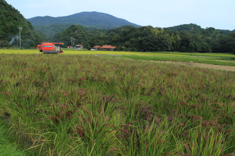 須佐の赤米 | 山口県北東部の風景
