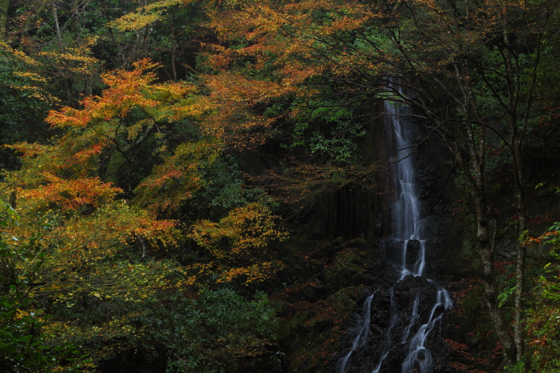 滝の紅葉 | 山口県山口市徳地「天神の滝」