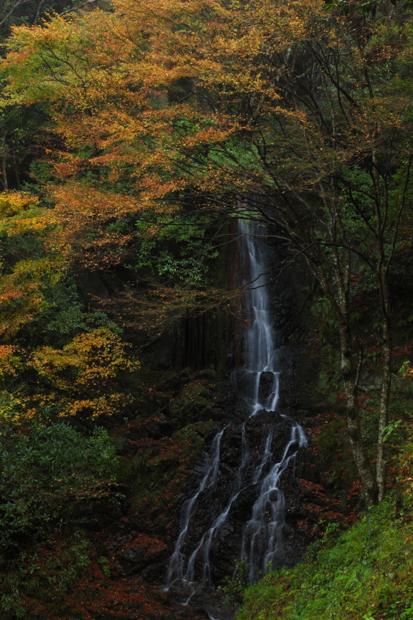 滝の紅葉 | 山口県山口市徳地「天神の滝」