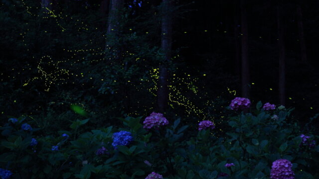 紫陽花と姫蛍