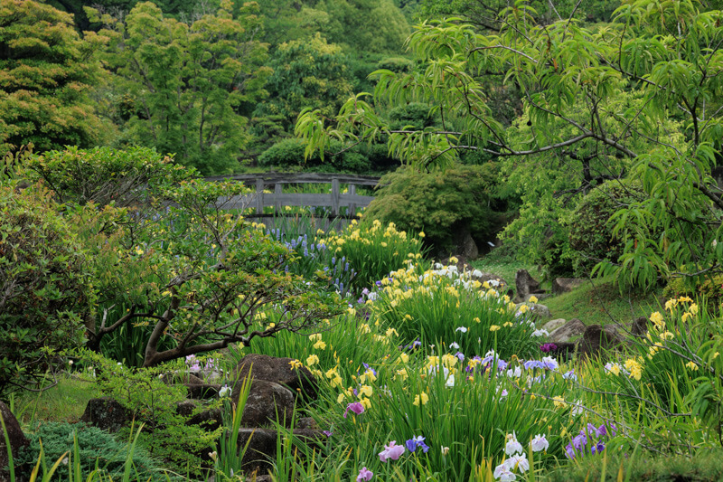 冠山総合公園の花しょうぶ | 山口県光市