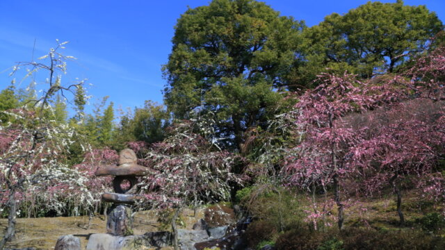 京都　城南宮の梅
