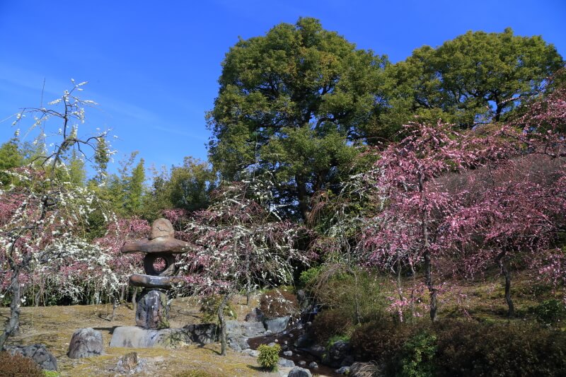 京都　城南宮の梅