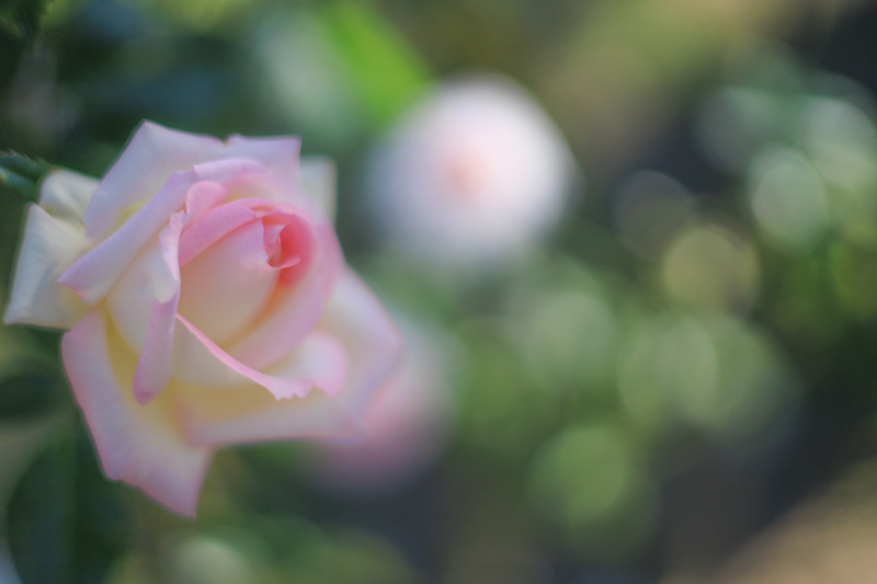 EOS PR 作例 | 淡いピンクのバラ