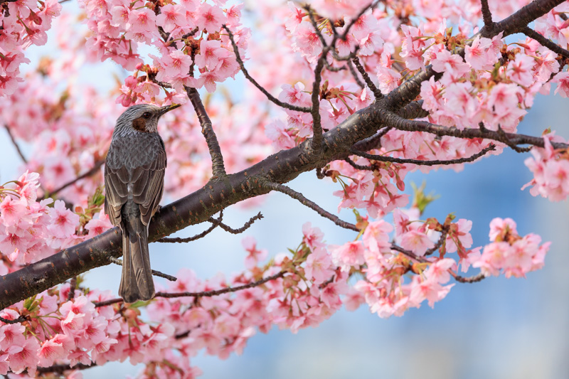 山口県防府市　海が見える「花の園」(新築地緑地)の河津桜にヒヨドリがとまっている