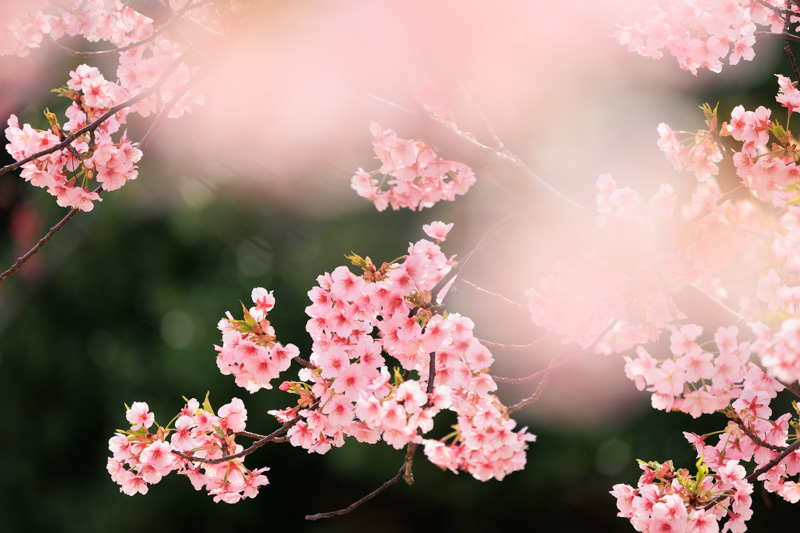 山口県防府市　海が見える「花の園」(新築地緑地)の河津桜