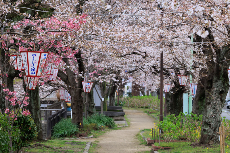 山口県周南市「東川緑地公園」の桜