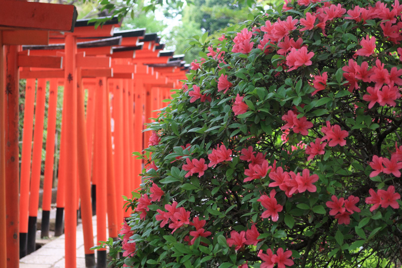 根津神社つつじ祭りで見頃のつつじ園を満喫