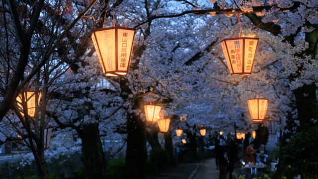 東川ぼんぼりまつりの夜桜
