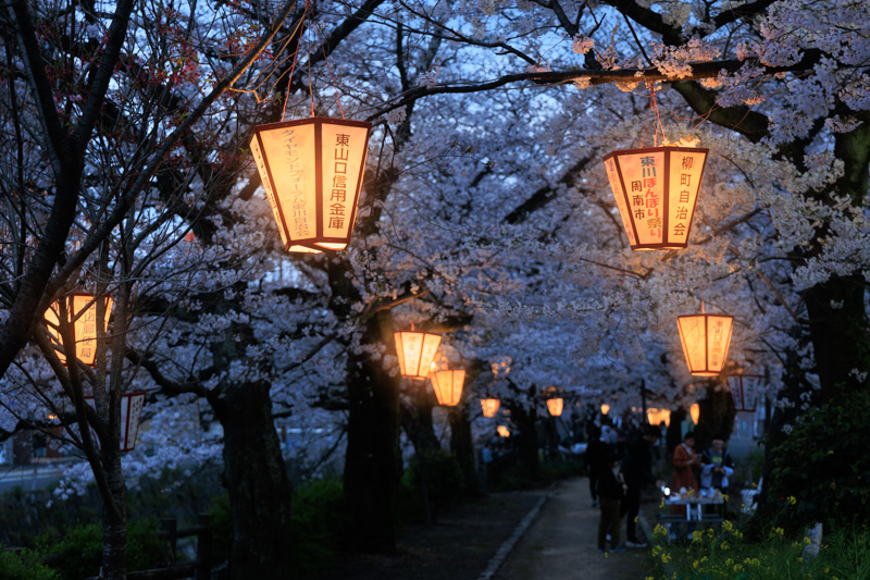 東川ぼんぼりまつりの夜桜